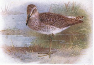 Wood Sandpiper, from Birds of the British Isles and Their Eggs