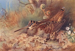 Woodcock