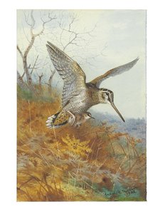 Woodcock and Young