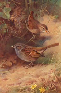 Wren, Hedge-Sparrow by Archibald Thorburn
