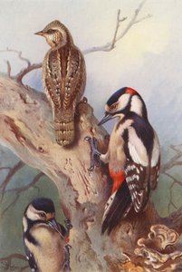Wryneck, Great Spotted Woodpecker (male and female)