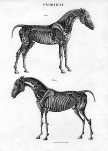Anatomy of a horse