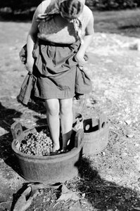 Wine Treading in a Vat, Italy