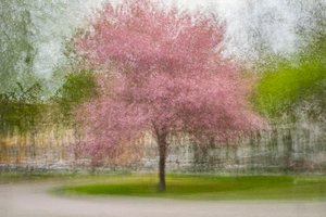 Blurred Pink Spring Tree
