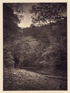Forest Scene
