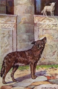 Aesop