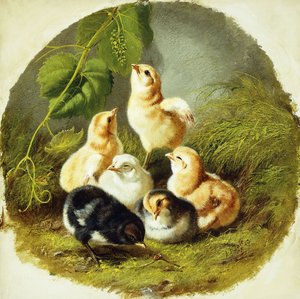 Chicks
