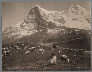 Cows on the Kleine Scheidegg in the Bernese Oberland, with the Eiger and the Mönch in the Background