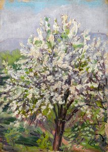 Almond Blossom