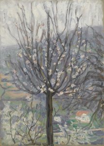 Blossom, Early Morning