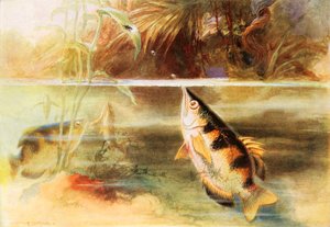 A Sportsman Among Fishes by Arthur Twidle