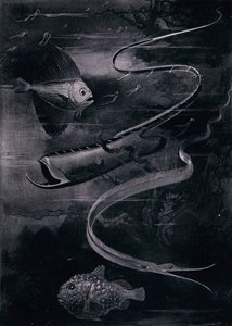 Deep-Sea Fish