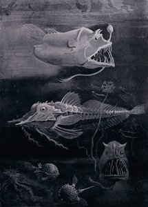 Deep-Sea Fish