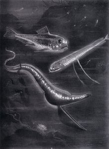 Self-Luminant Fishes