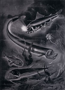 Self-Luminant Fishes