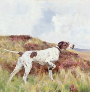 A Pointer by Arthur Wardle