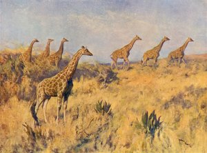 A Troop of Giraffes