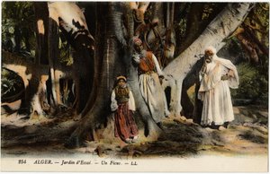 A Ficus in the Essay Garden in Algiers, Algeria - Postcard from Selva