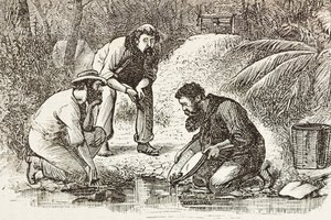 Australia (1880). The life of the gold diggers in Botany Bay (founded in 1788) (engraving)