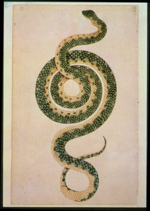 Snake (engraving) by Artist Unknown
