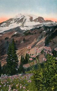 Purple Asters, in Mount Rainier National Park by Asahel Curtis