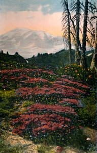 Purple Heather Growing, Mount Rainier National Park, c1916 by Asahel Curtis