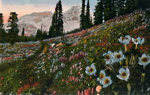 The Anemone in Mount Rainier National Park by Asahel Curtis