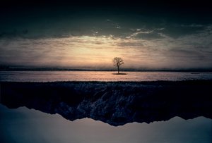 Solitary Tree Reflection
