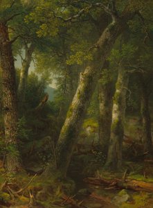 Forest in the Morning Light