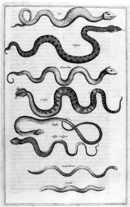 Serpents