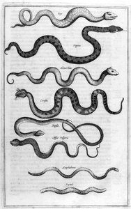Types of Snakes, from Arca Noe