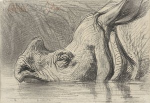 Head of a Rhinoceros, Half Submerged in the Water