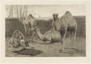 Camels by August Le Gras