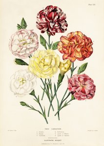 Tree carnation varieties, Dianthus caryophyllus: Ariadne 1, Beauty 2, Garibaldi 3, Perfection 4, Queen of Whites 5, Queen of Yellows 6