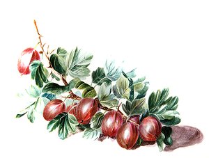 Gooseberries