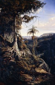 Jala-Jala Forest