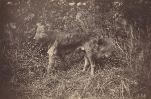 Study of a Dog