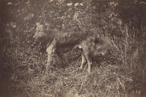 Study of a Dog, late 1870s