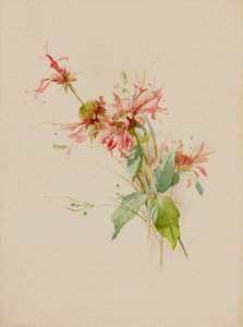 Bergamot or Bee Baum
