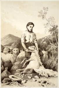 Sheep shearing, from The History of Australasia by David Blair, 1879