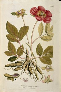 Botanical: Peony Officinale (Poeonia officinalis)
