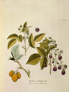 Botanical: Raspberry by Austrian School