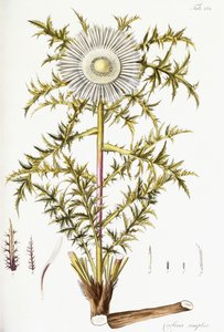 Carlina Simplex by Austrian School