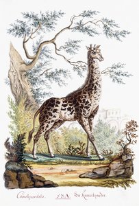 Giraffe