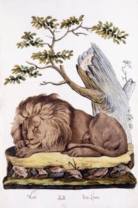 Lion, 1794 by Austrian School