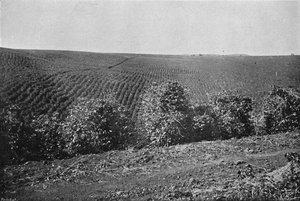 Coffee Plantation