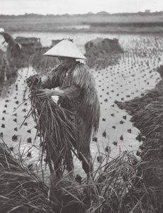Japan: Rice Harvest near Niigata by Axel von Graefe