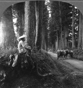 The Sacred Road to Nikko, Japan by B. L. Singley