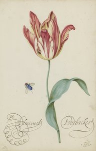 Study of a Tulip and a Fly by Balthasar van der Ast