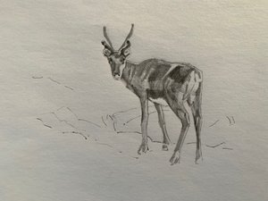 Reindeer by Barbara Hoogeweegen